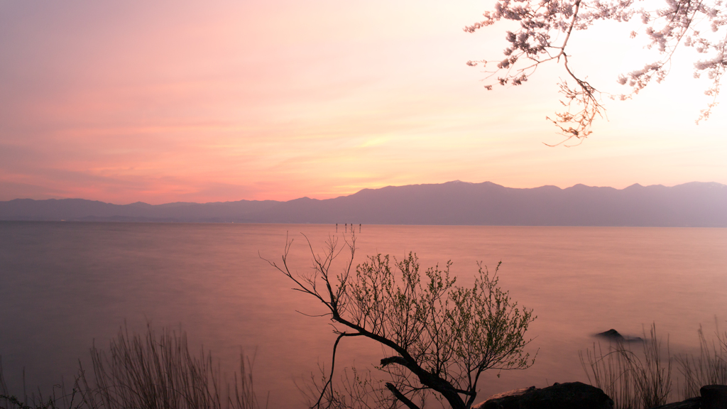 夕焼けと桜