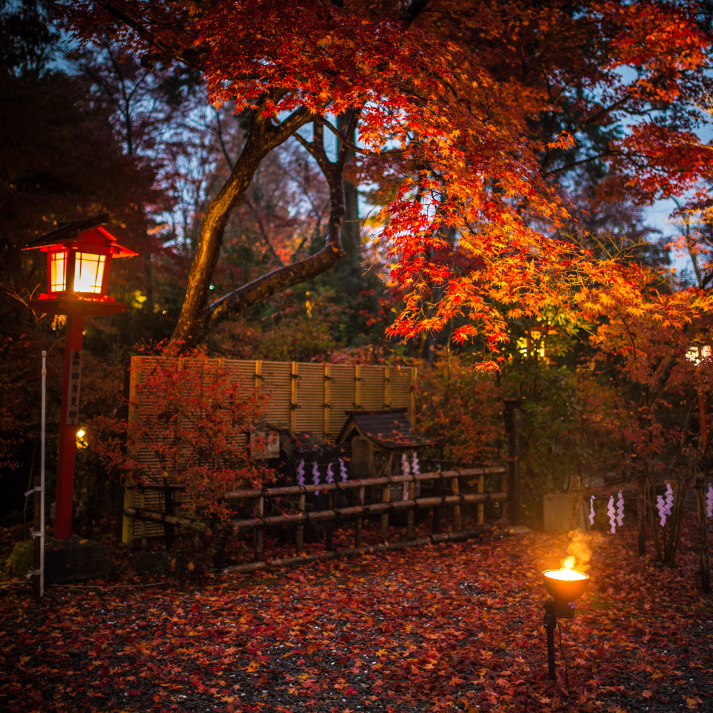 濡れ紅葉
