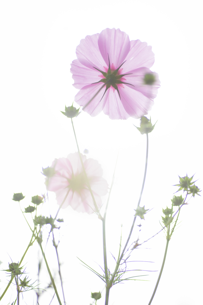 押し花