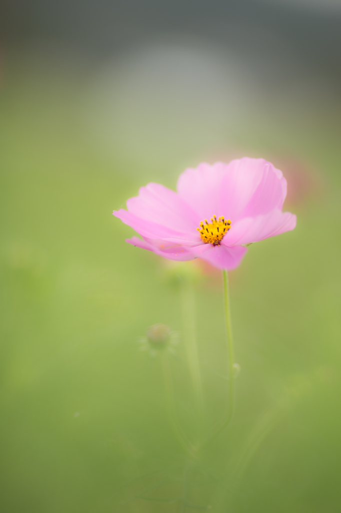 ふわり