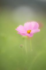 ふわり