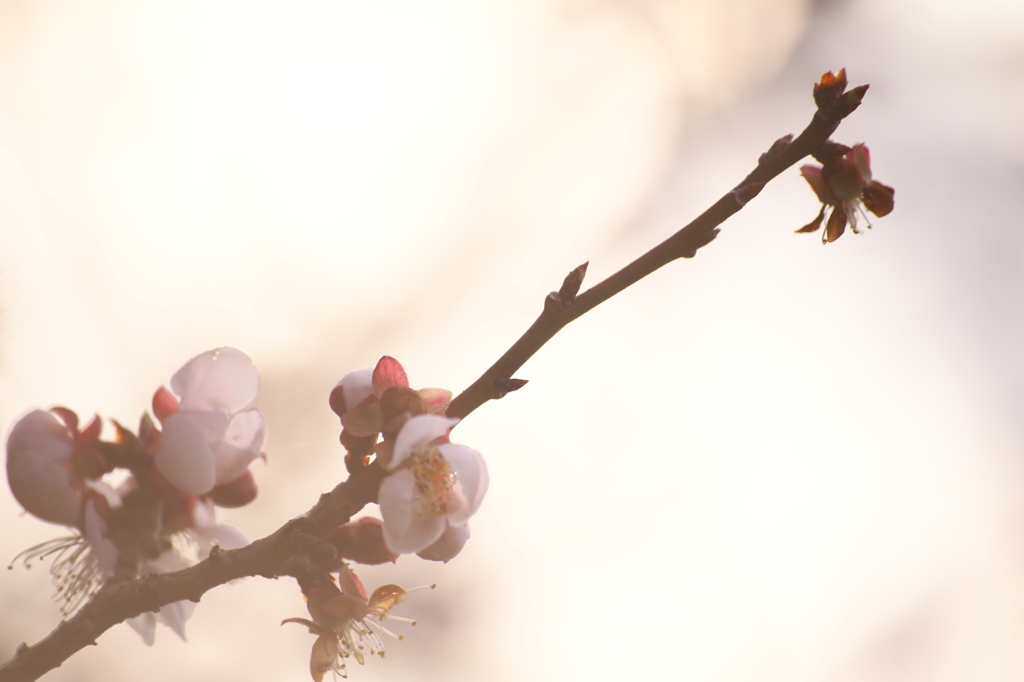 日暮れと梅の花