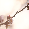 日暮れと梅の花