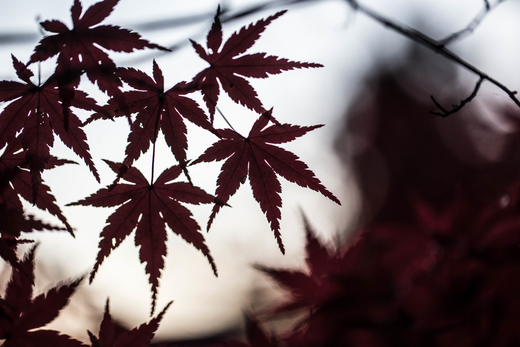 夕暮れに