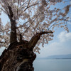 生命力