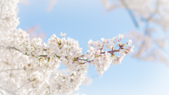 もっこり桜