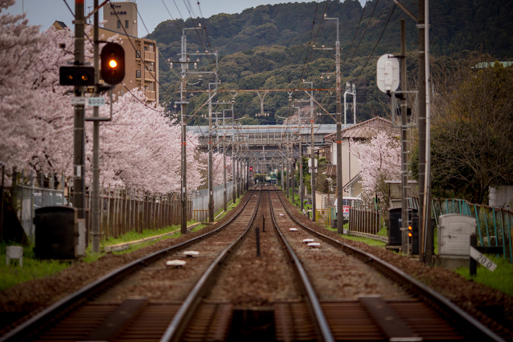 桜の線路