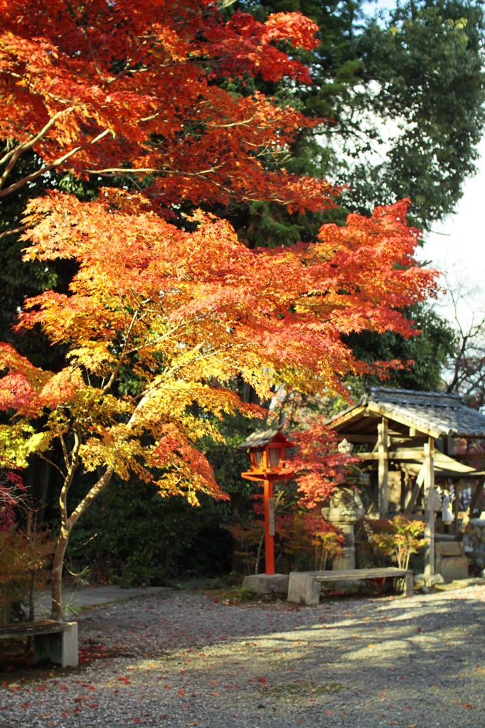 輝く紅葉