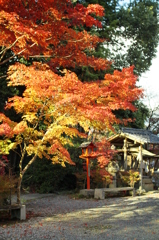 輝く紅葉