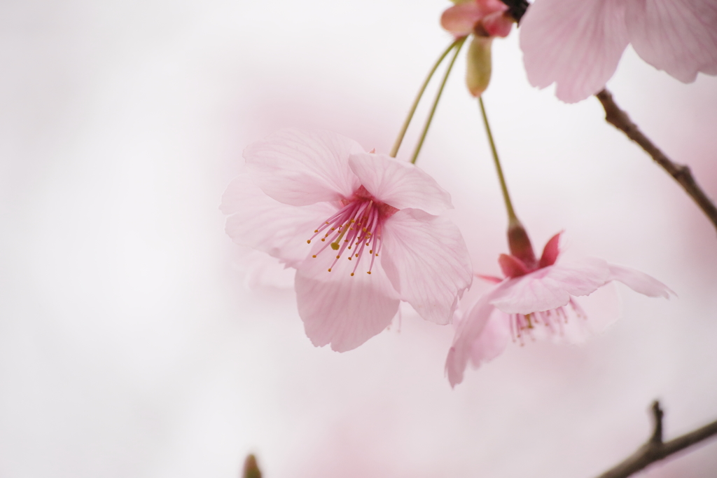 花は咲く
