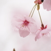 花は咲く