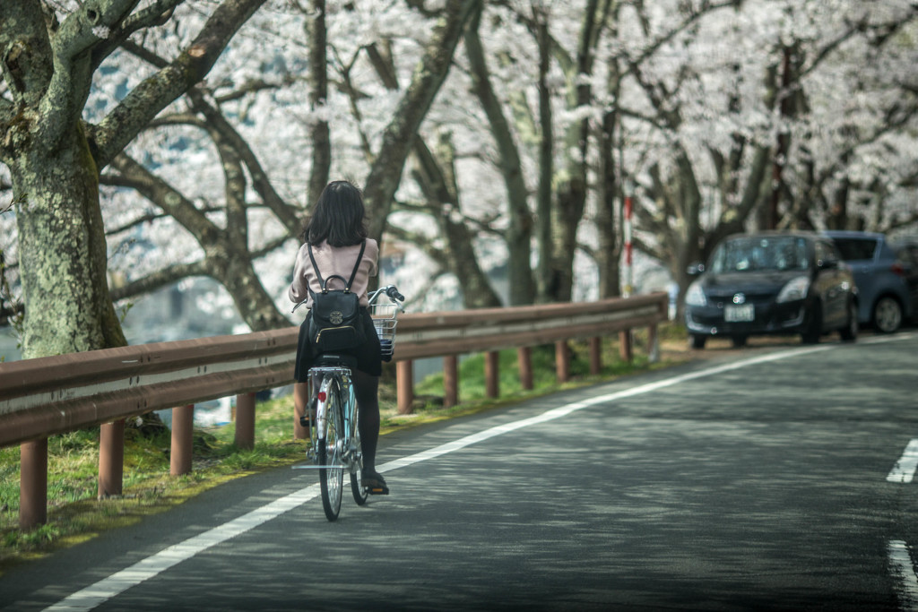 桜道ゆっくり