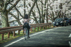 桜道ゆっくり