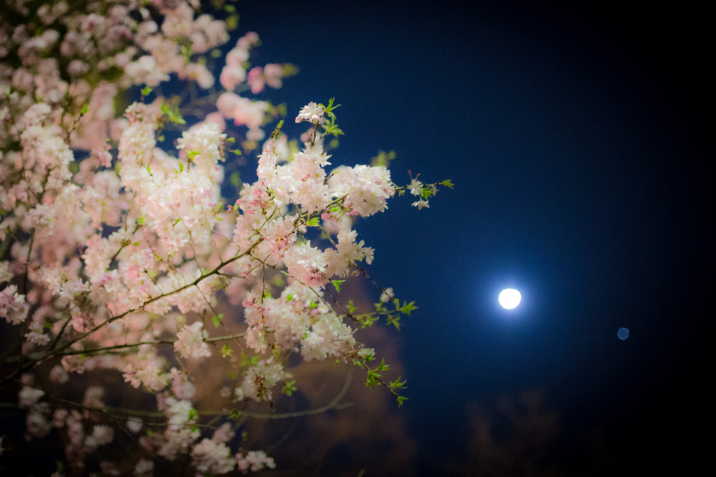 夜桜お月