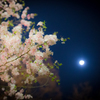 夜桜お月