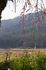 庭先