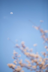 お月さん