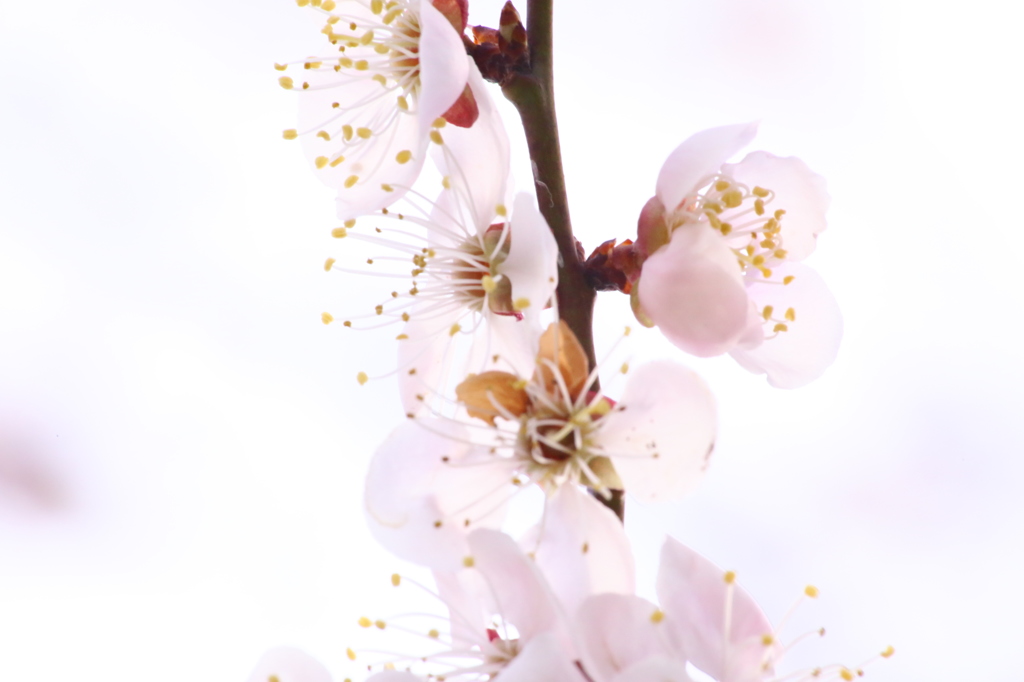 梅の花