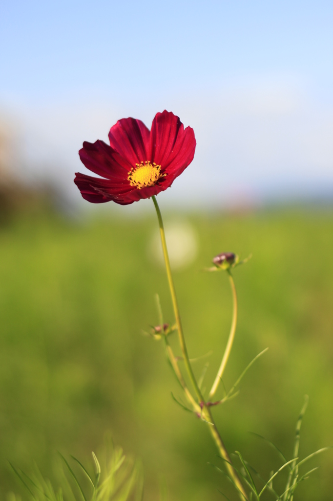紅一点