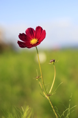 紅一点