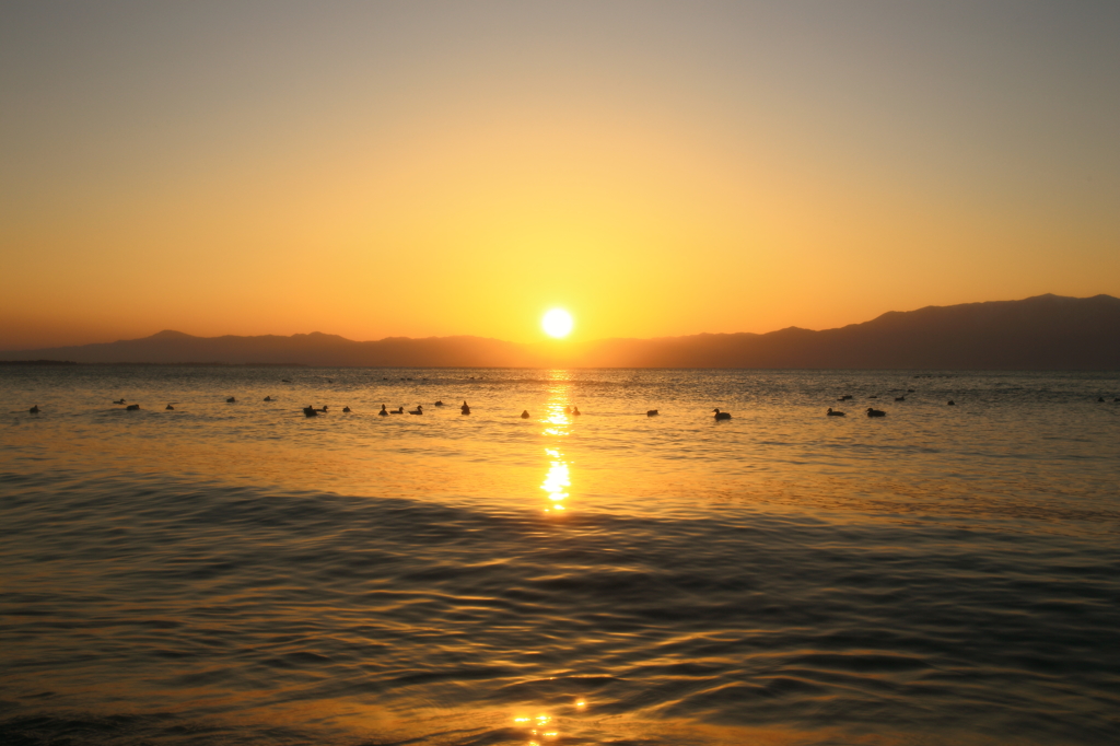 アヒルとカモと夕焼けと