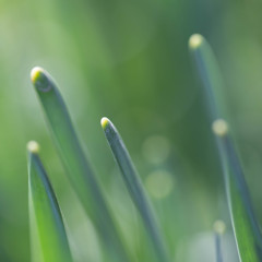 新芽