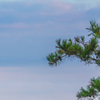 雲海
