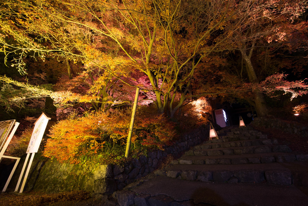 夜の紅葉