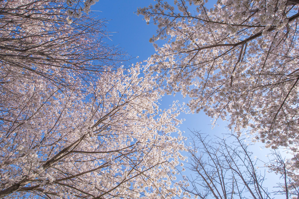 雪みたい