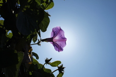ひるがおと太陽