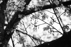 散りゆくさくら。