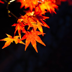 紅黒