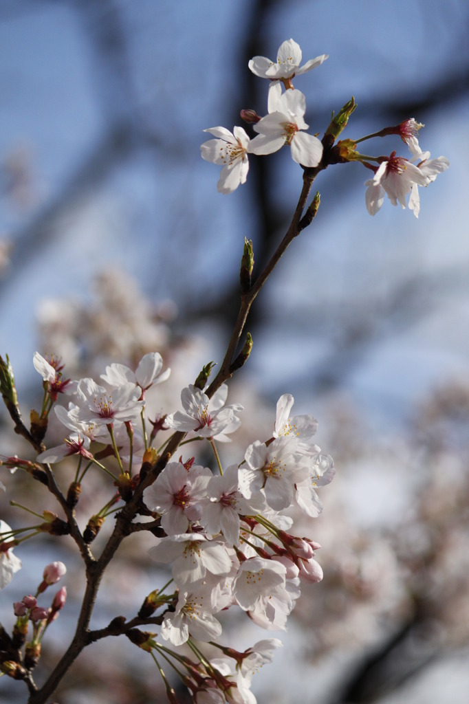 活け花チックに。