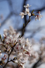 活け花チックに。