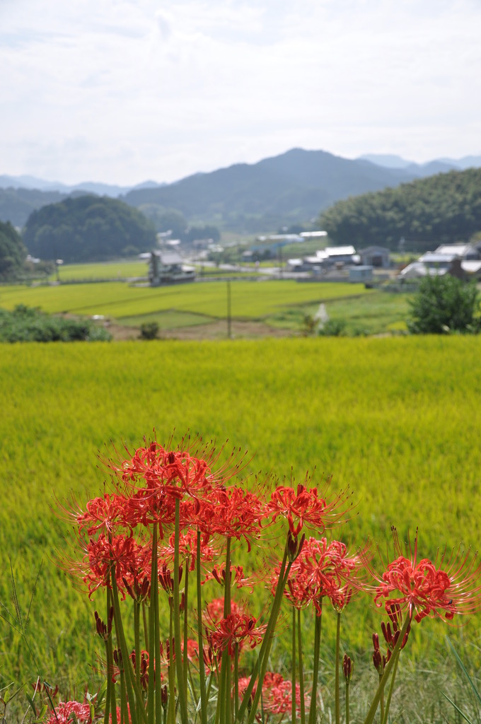 明日香の里で