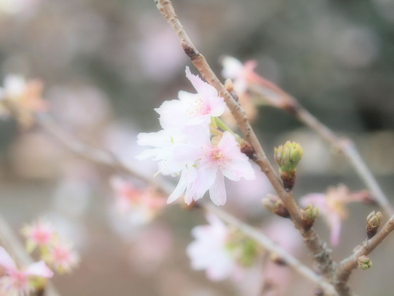 秋に咲く桜