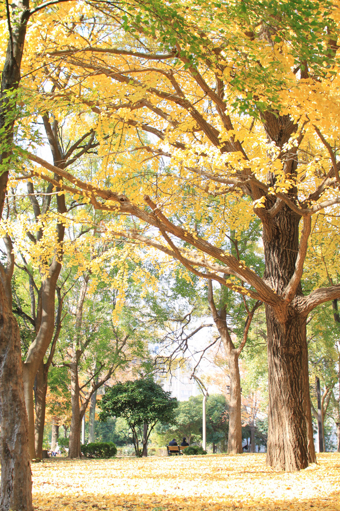 木の葉の落ちる時期　　fall of the leaf ・・・