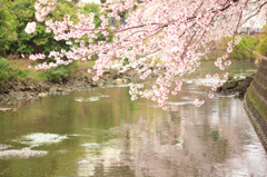 浮かぶ桜