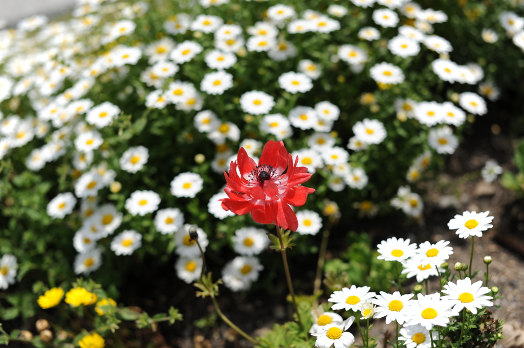 紅一点