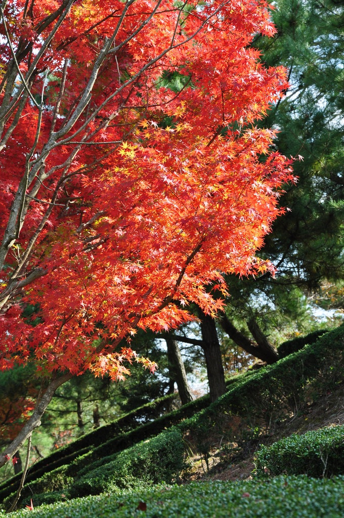 燃ゆる紅葉