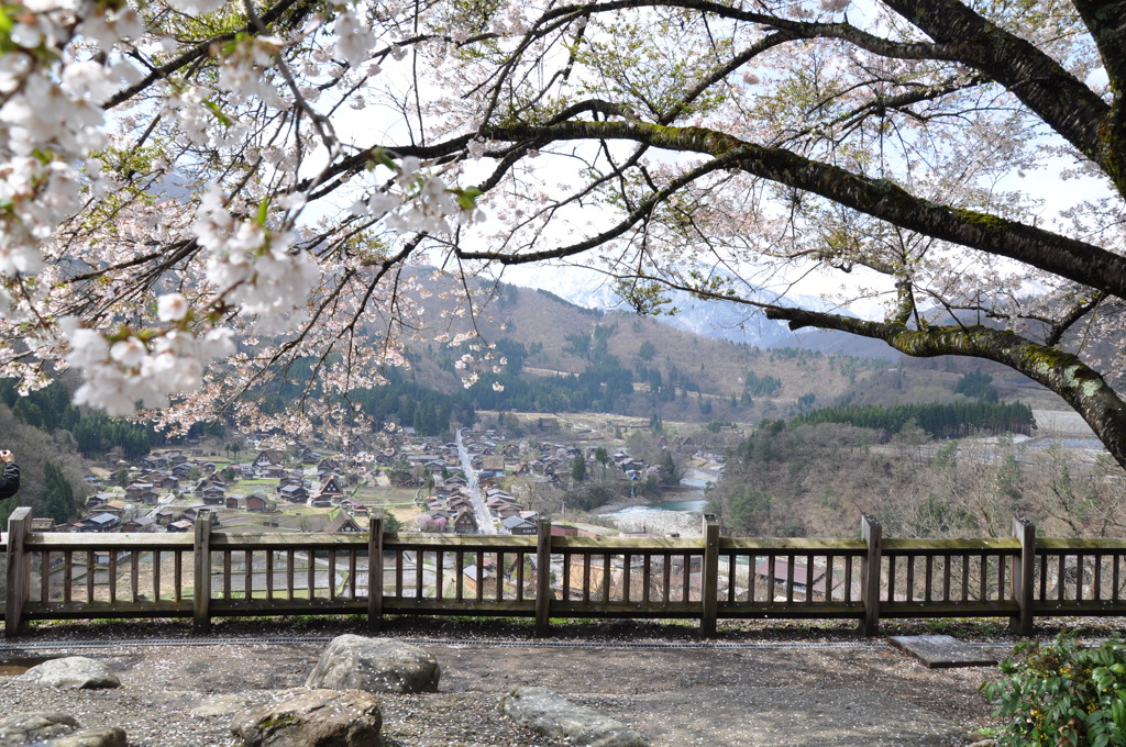 白川郷と桜