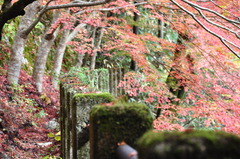 紅葉の道