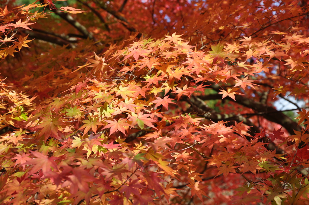 紅葉を愛でる