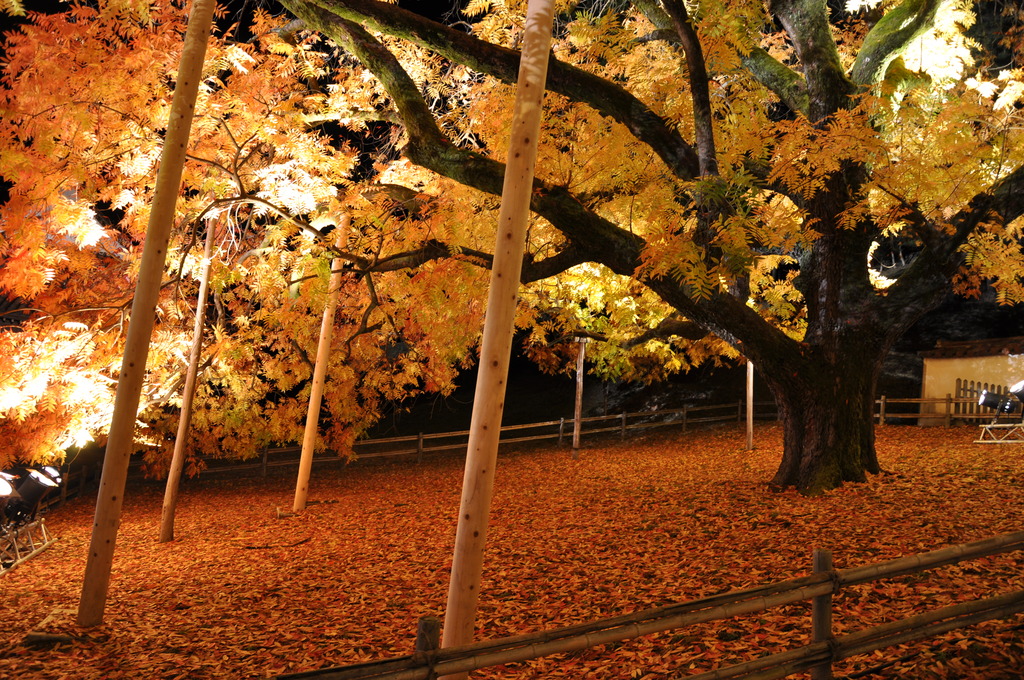 紅葉のライトアップ03