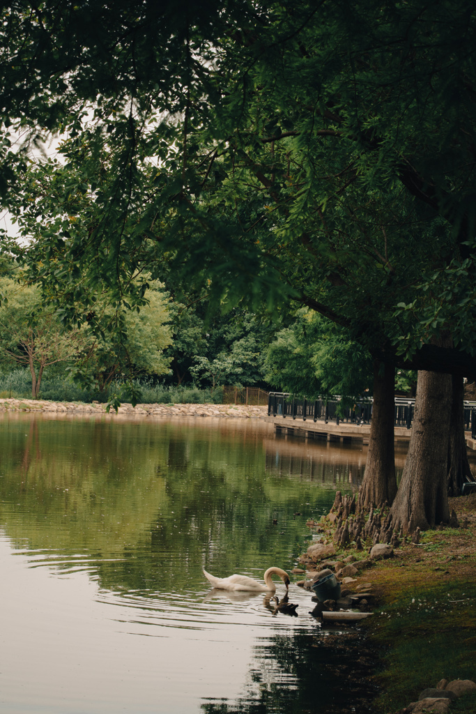 昆陽池公園#5