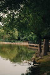 昆陽池公園#5