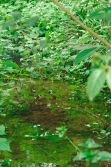 昆陽池公園#6