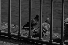 河辺の公園#2