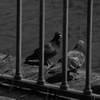 河辺の公園#2