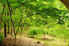 昆陽池公園#3